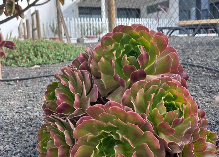 Bio La Asomada Tías